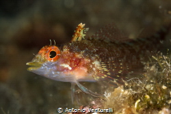Peperoncino fish ( Trypterigion tripteronotus)_2023
(Can... by Antonio Venturelli 